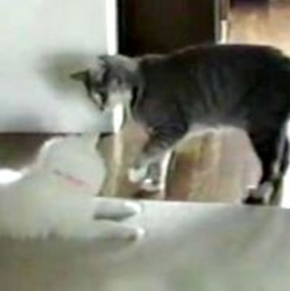 Kitty Trains Puppy to Roll-over - Love Meow