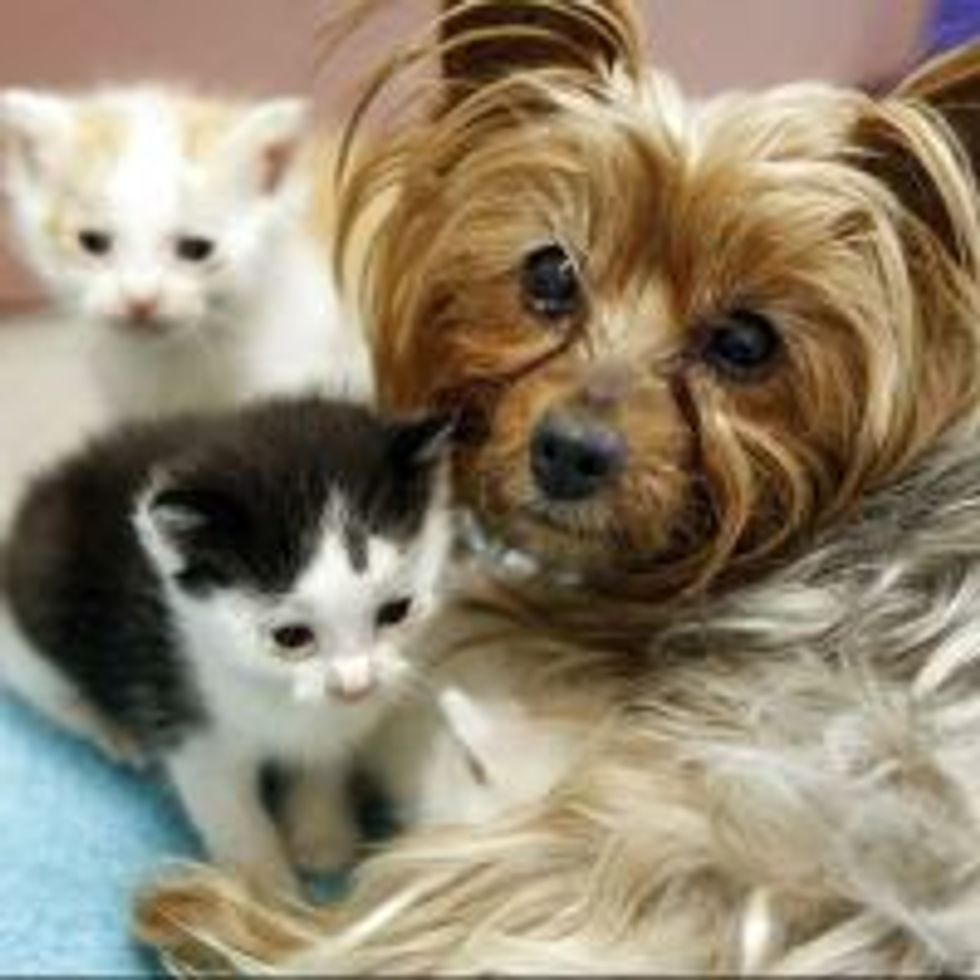 Litter of Kittens Adopted by Yorkie Mom