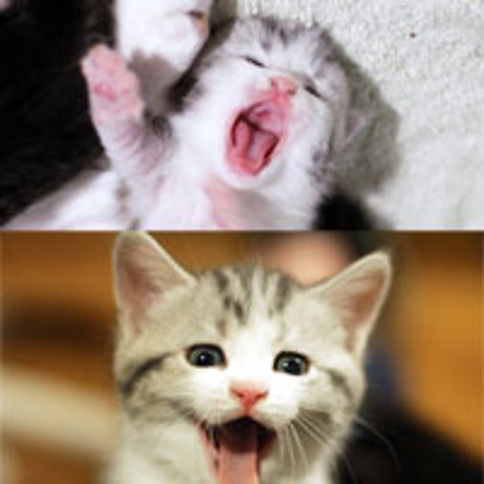Big Purry Yawn, Then and Now