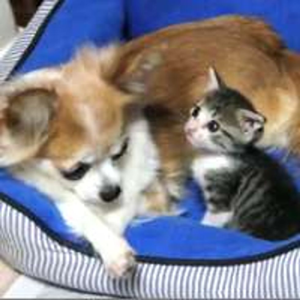 Teeny Kitten Loves Her Chihuahua