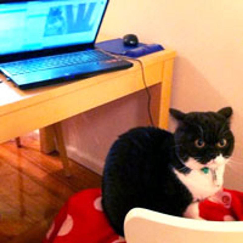 Skyping with Human, Kitty Not Impressed