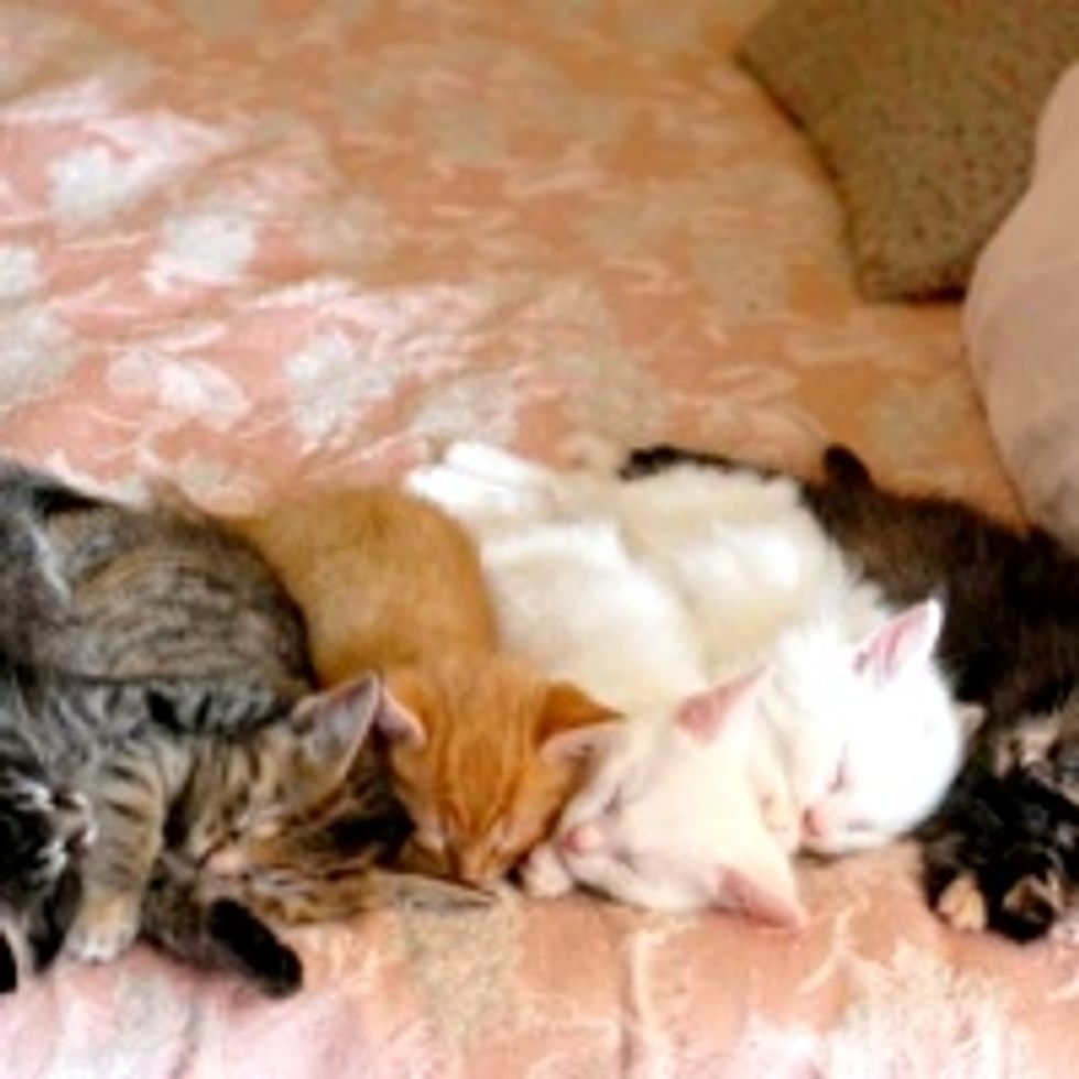 Six Foster Kittens Lined Up for Nap Time