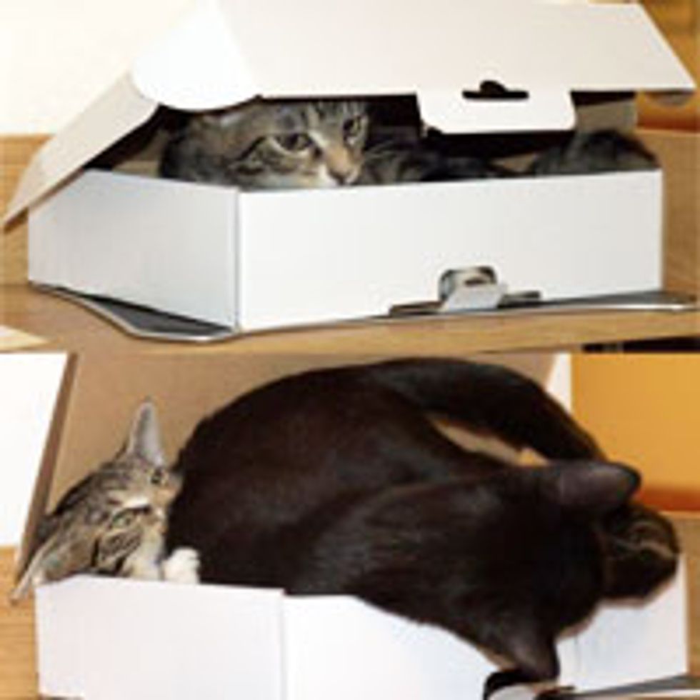 One Box, But Two Cats