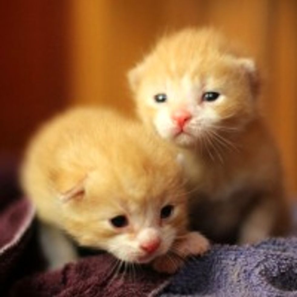 Bit and Bolt the Lucky Ginger Brothers