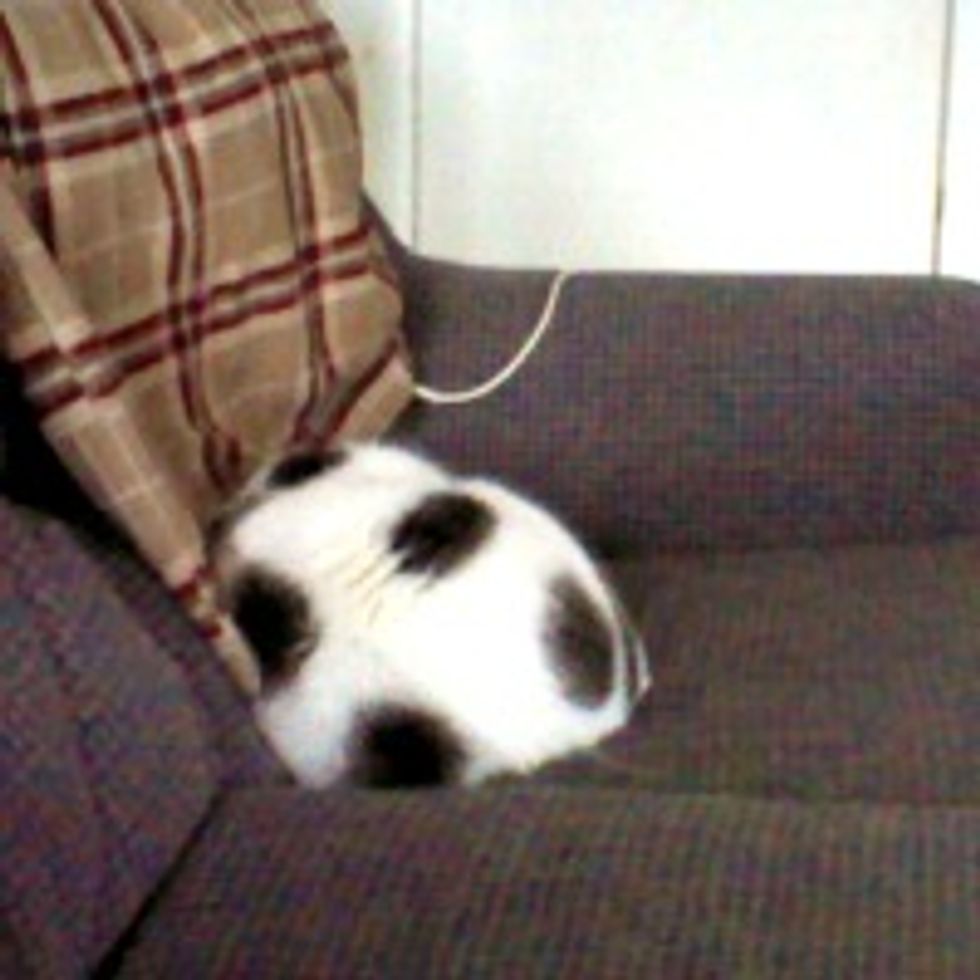 Soccer Ball Kitty