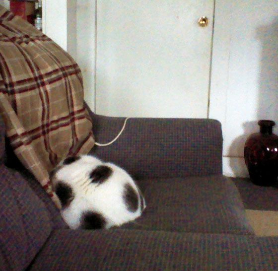 Cat and 2025 soccer ball