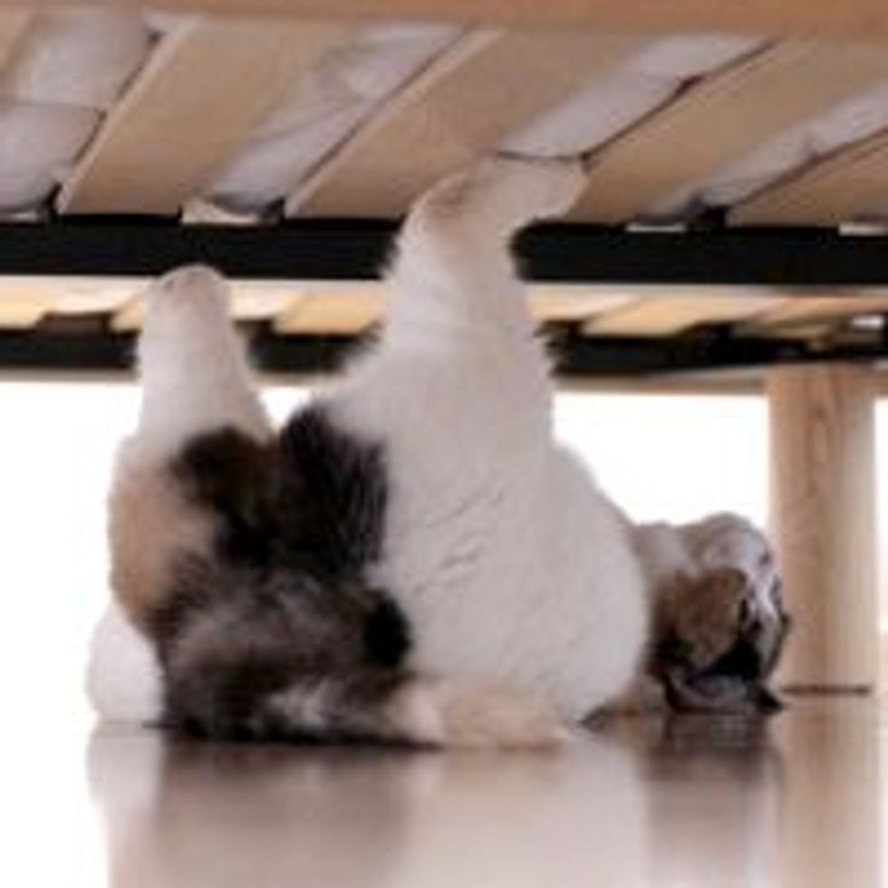 Spider Cat Lurking Under the Bed