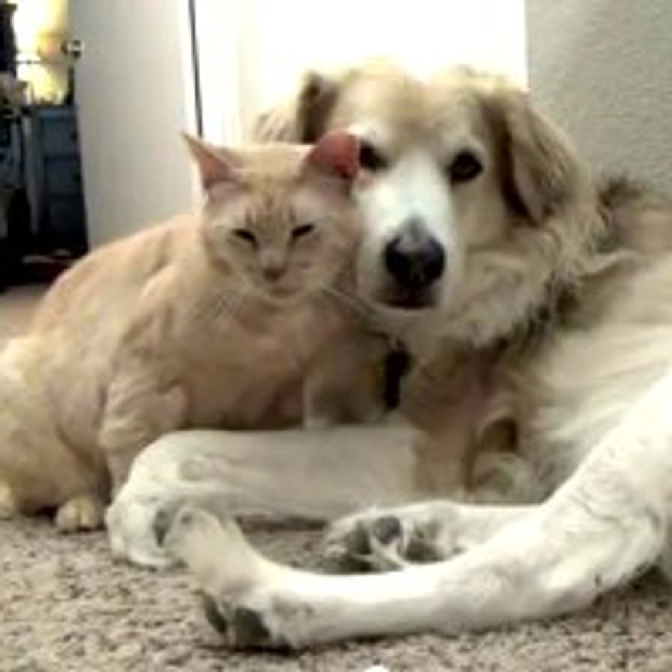Rescue Kitty Gives Dog Love Attack