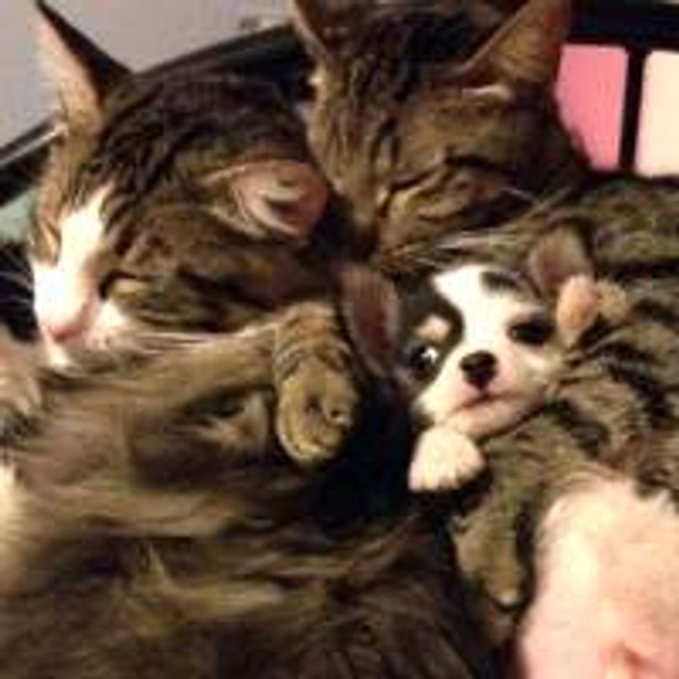 Cats Take Care of Pup, Pup Thinks He's a Cat
