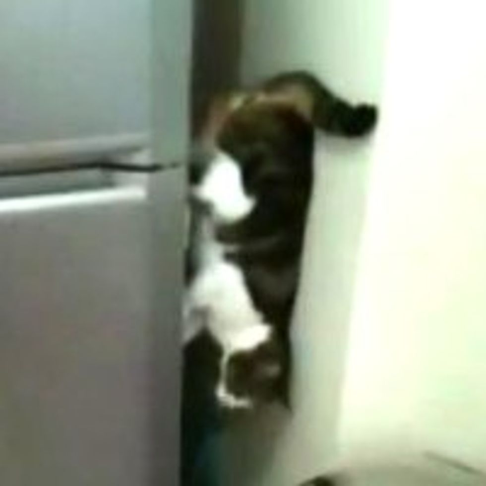 Cat Walking Down Fridge