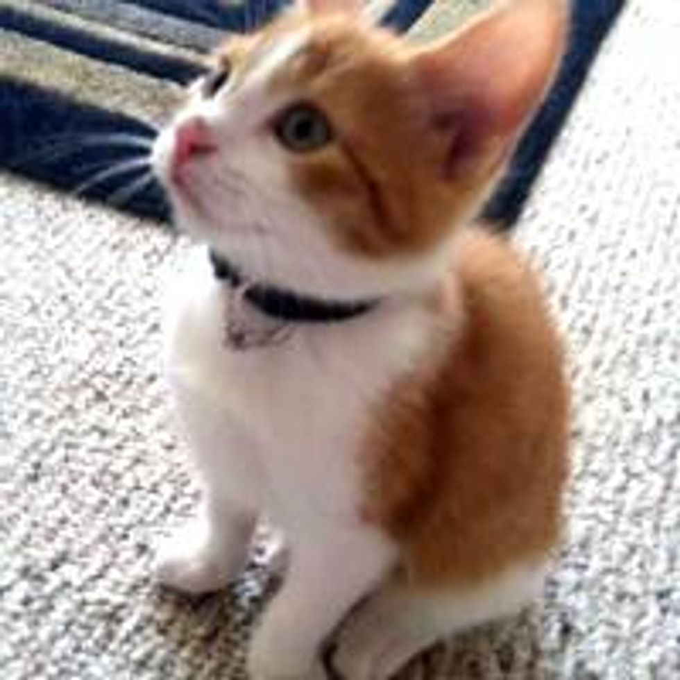 Furry Ring Bearer