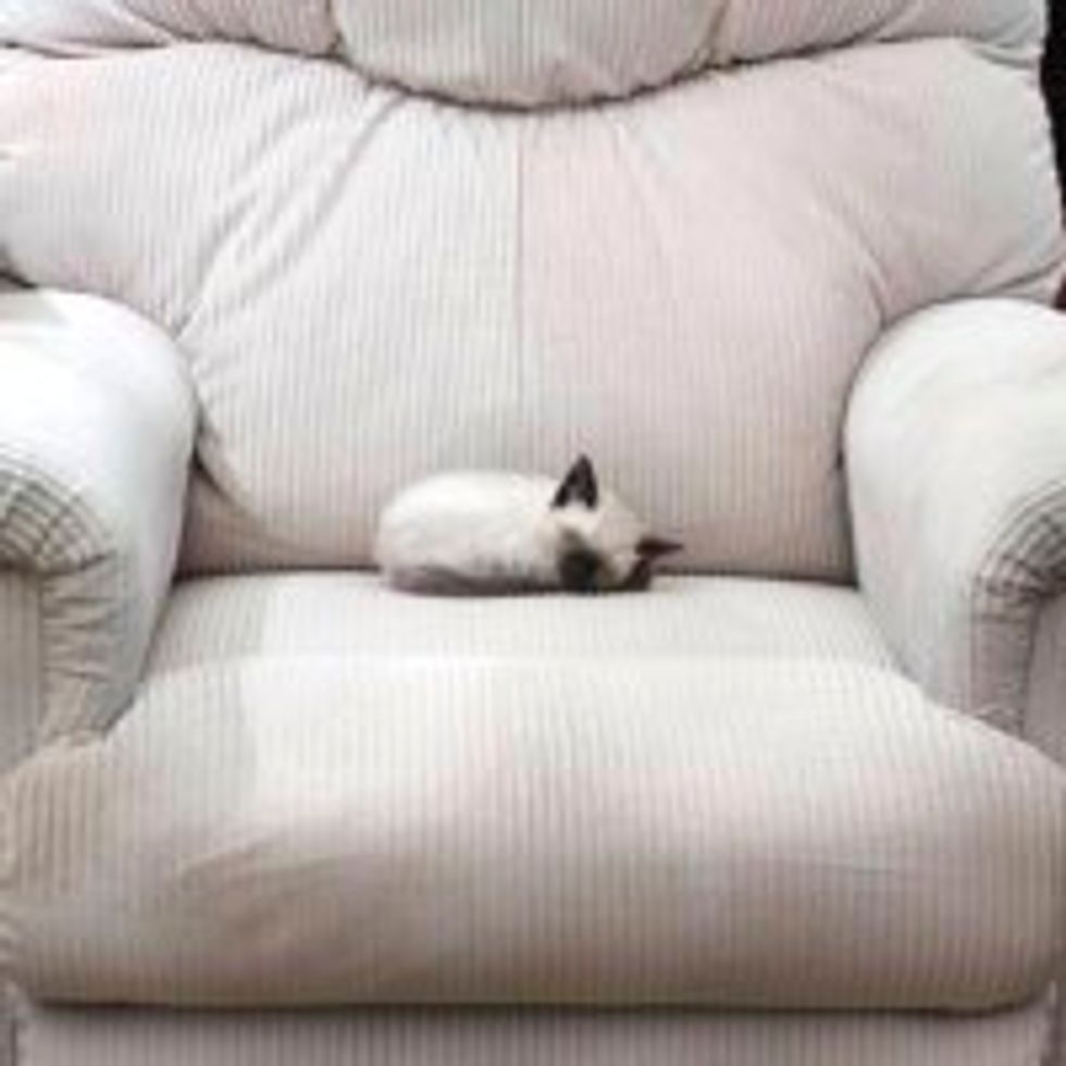 Kitten Takes Up the Whole Recliner