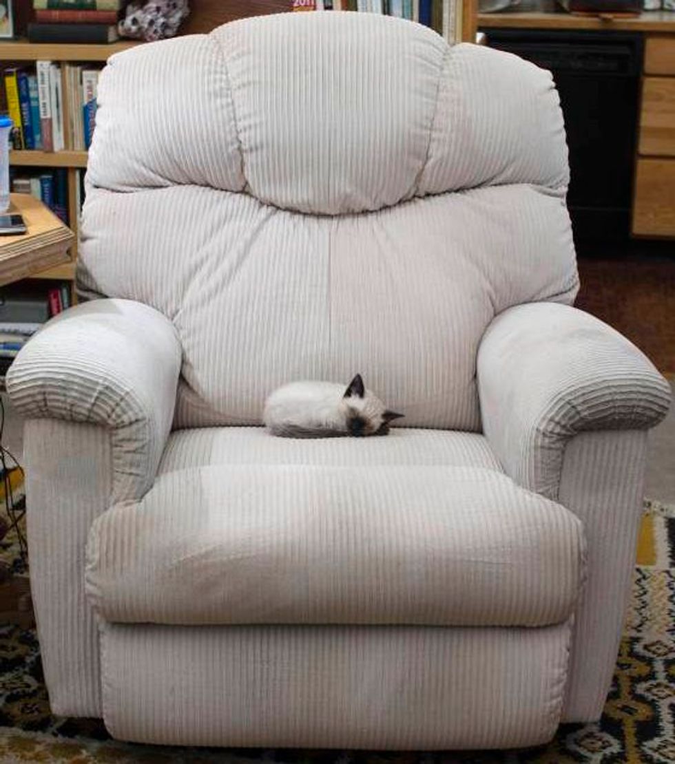 Kitten Takes Up the Whole Recliner Love Meow