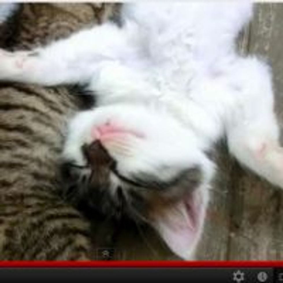 Wake Up and Play with Me!