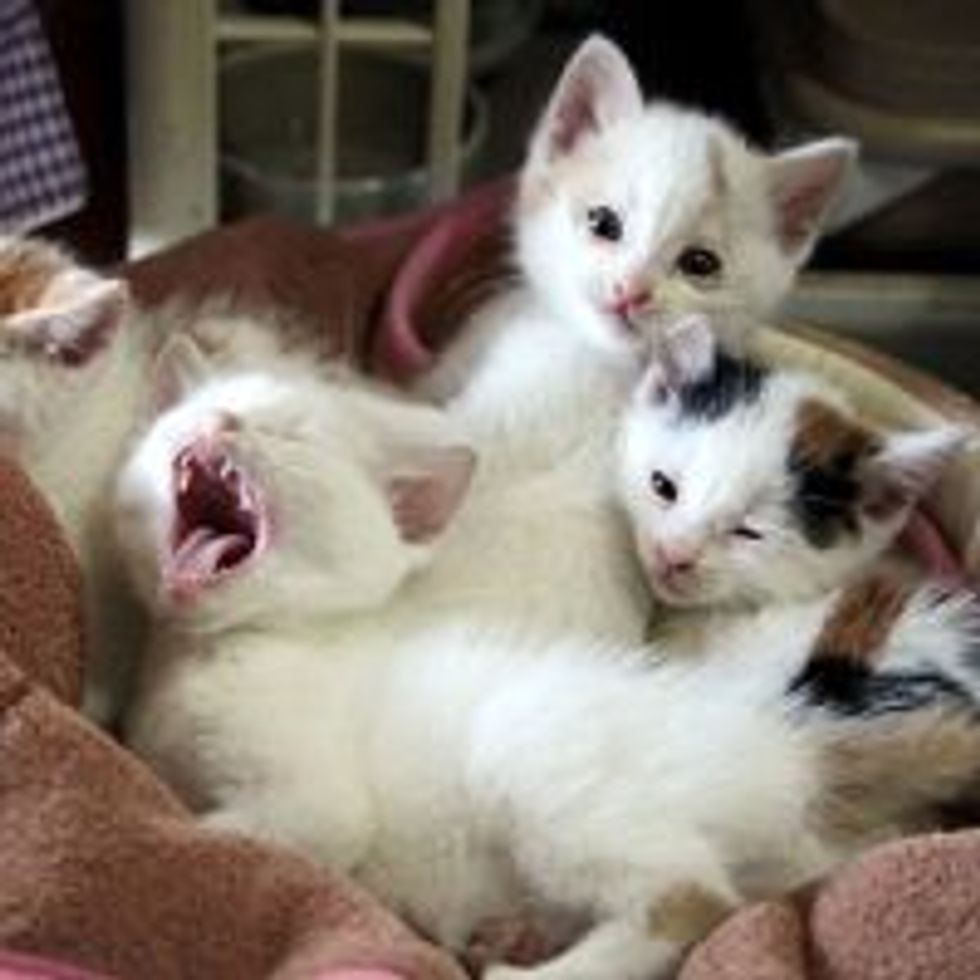 Four Lucky Furballs: Purrfect Harmony