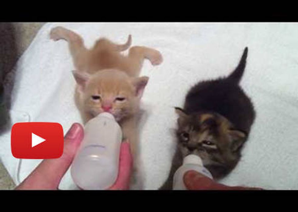 4 Week Old Kittens Bottle Feeding