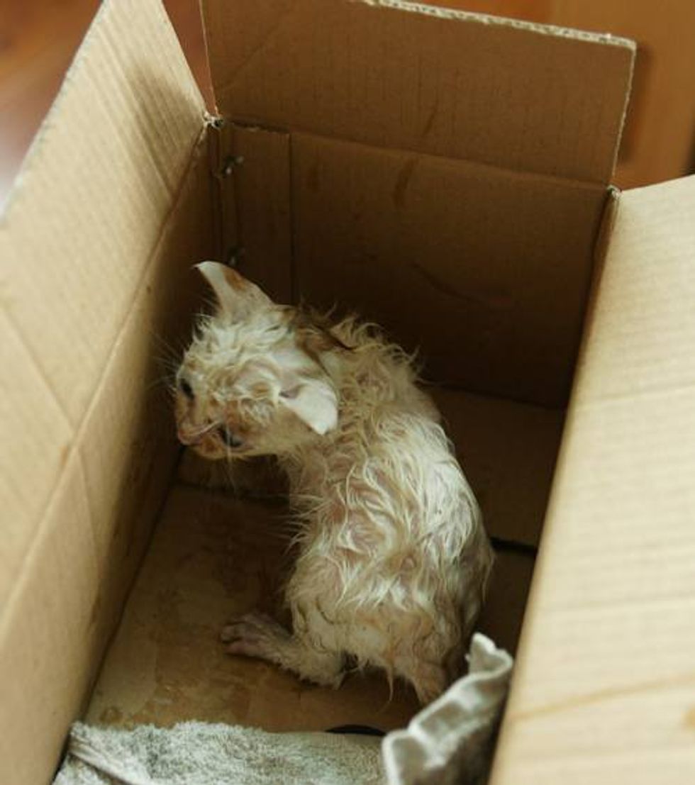 Kitten Found in Pouring Rain Gets to Stay with Her Rescuer Forever