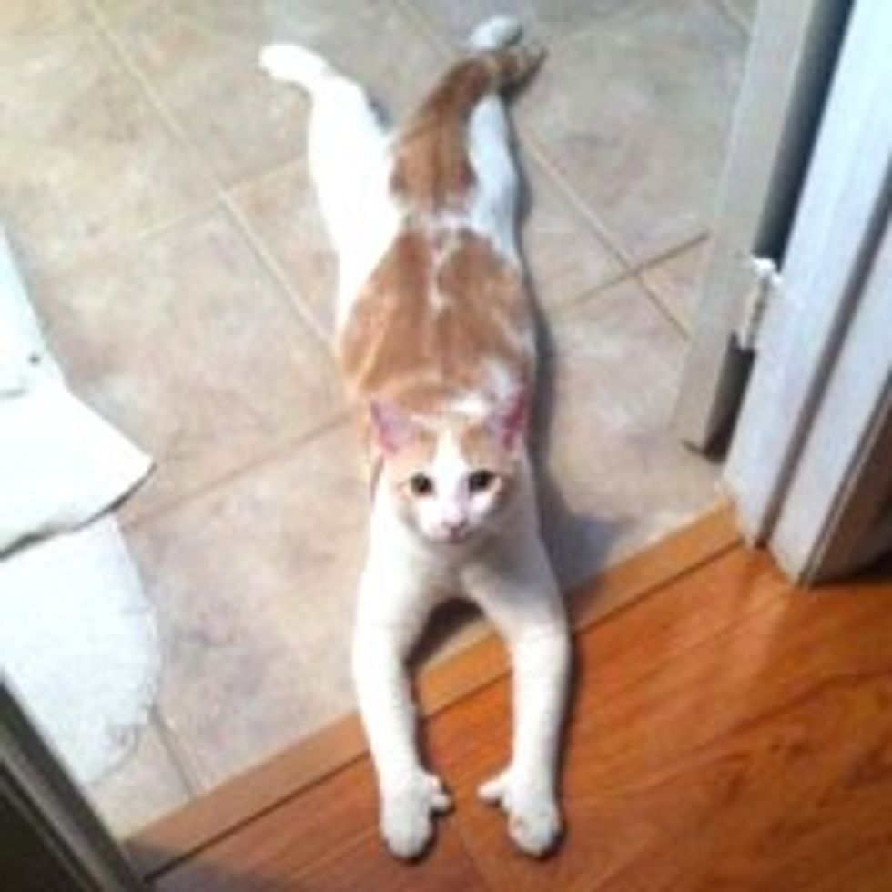 Kitty with Opposable Thumbs Blocks Entrance to the Bathroom