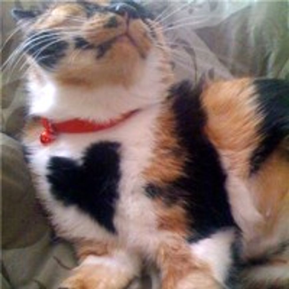 Bernice the Kitty Gives Air Massage Followed by a Hug
