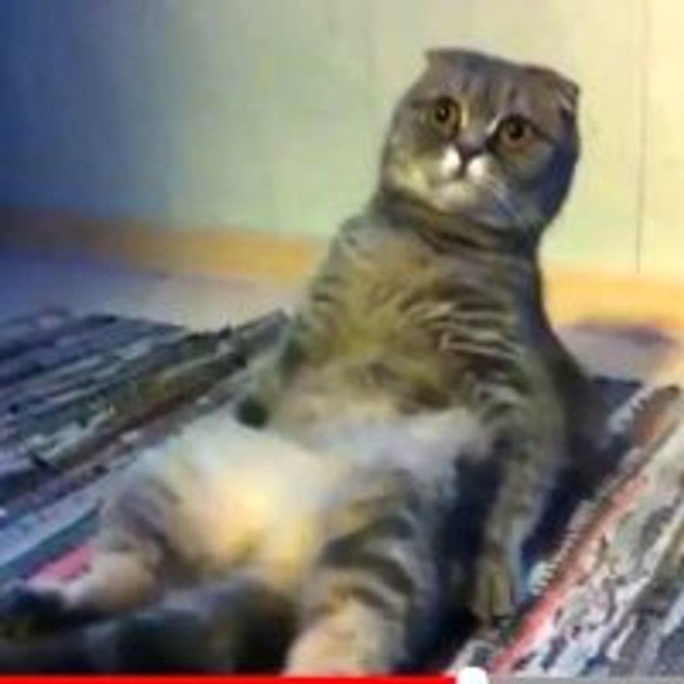 The Sitting Cat
