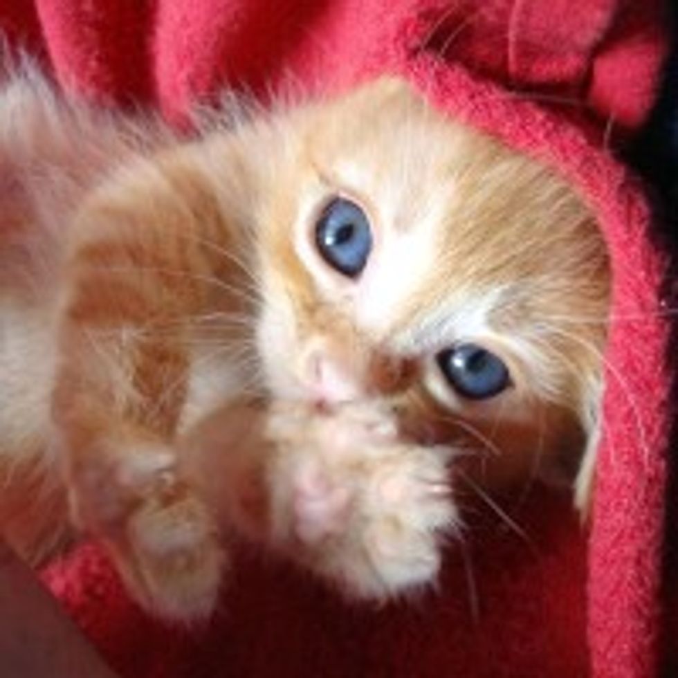Tiny Ginger Kitten Beats the Odds