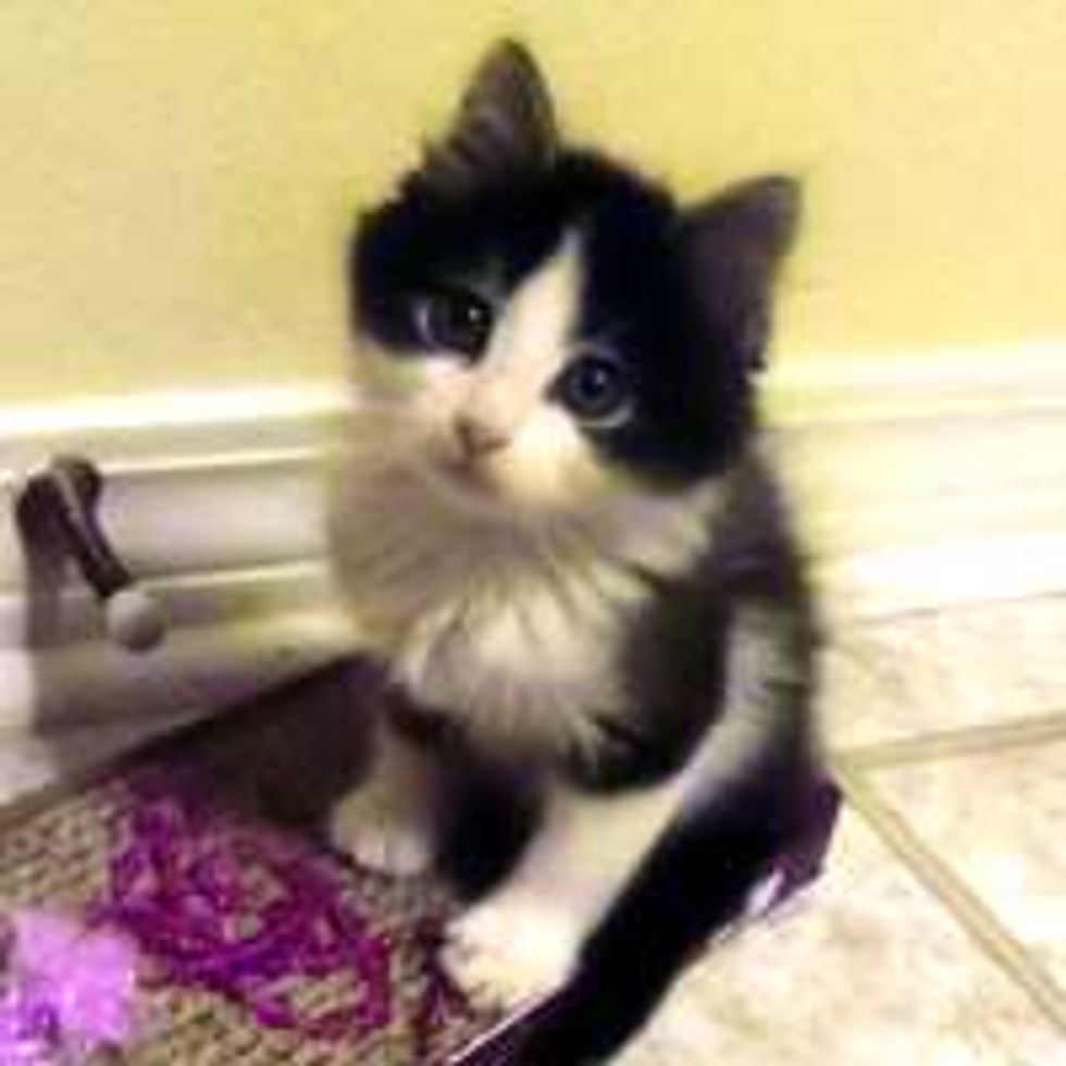 Kitty Born without Back Legs Never Lets it Stop Him