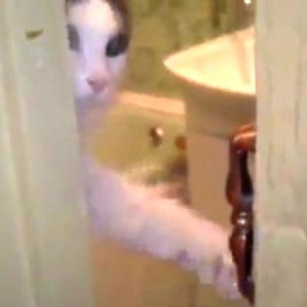 Kitty Wants Privacy!