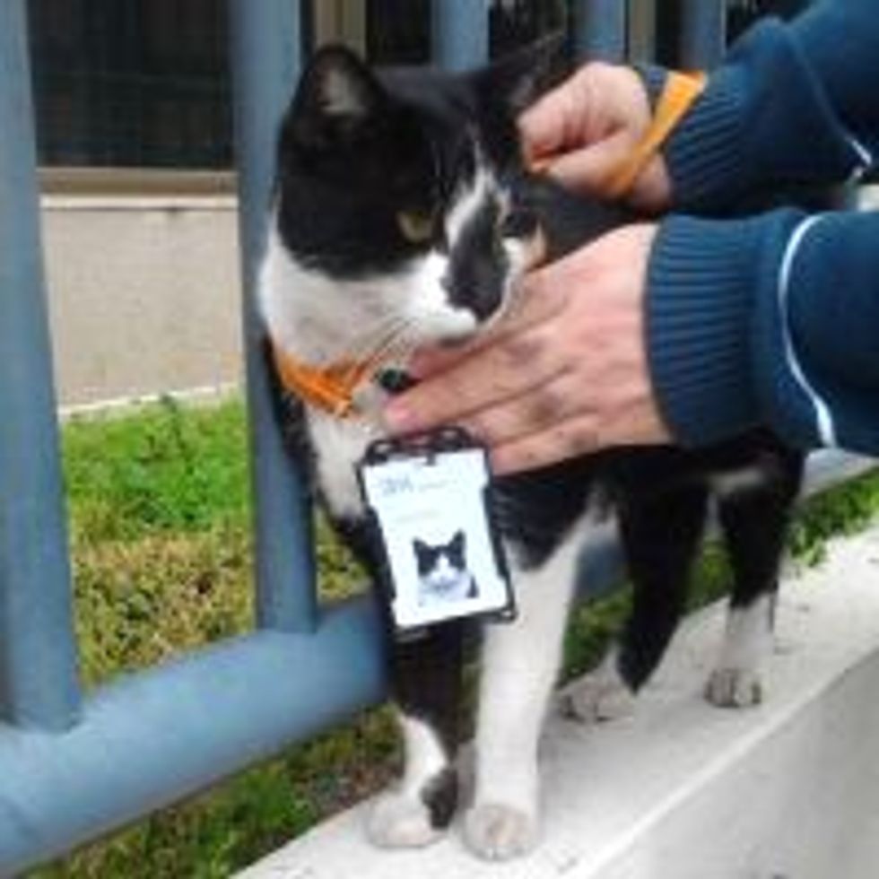 Stray Cat Receives Employee Badge from IBM