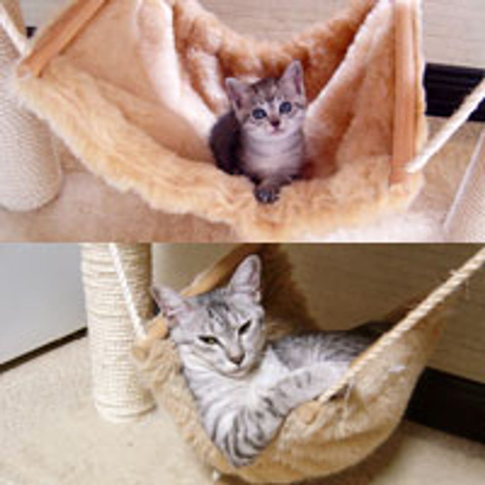Hammock Kitty, Then & Now