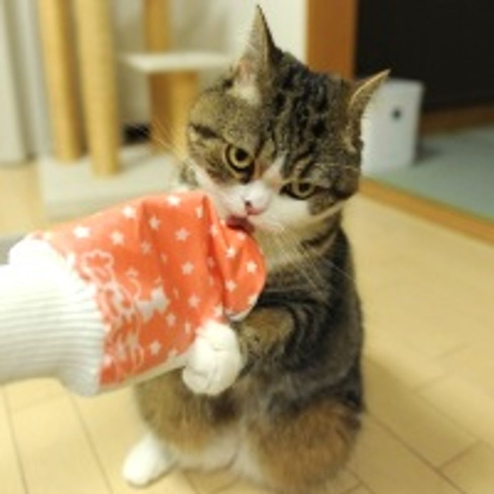 Many Little Things Maru Does