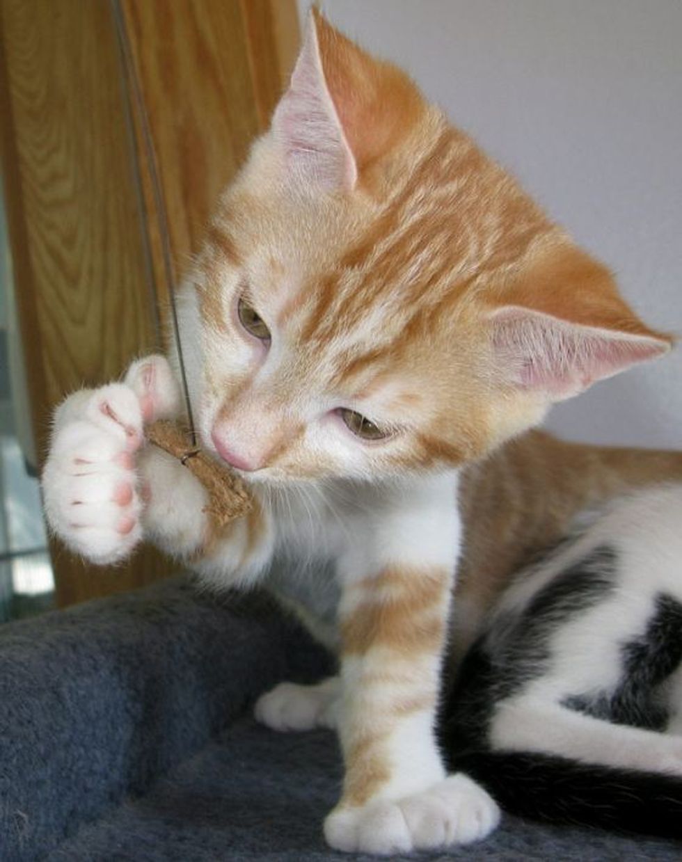 Spike the Cat Who Has Thumbs and Extra Toes Love Meow