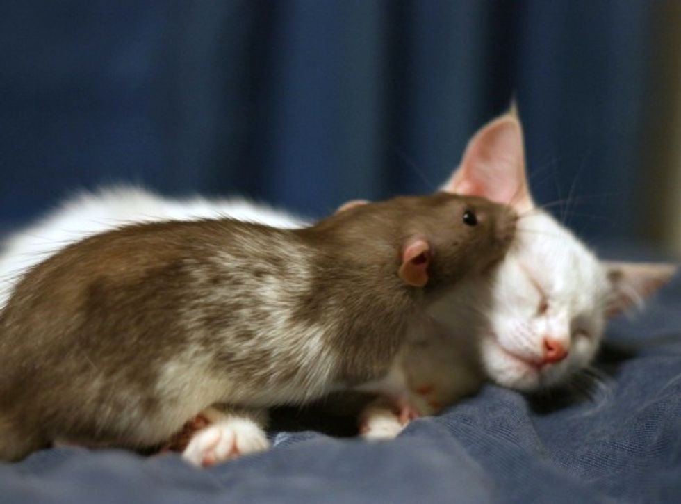Adopted Kitten and Pet Rat Instant Best Friends Love Meow