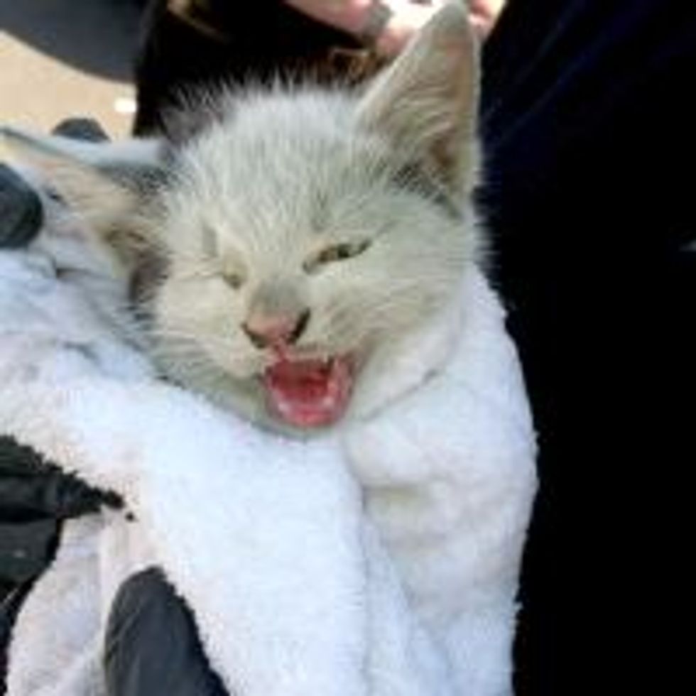 Team of Eight People Free Little Stray Kitten from Car Engine