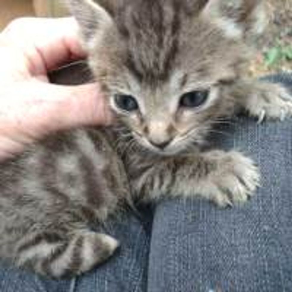 Kitty Found Missing Parts of His Legs Finds a Home