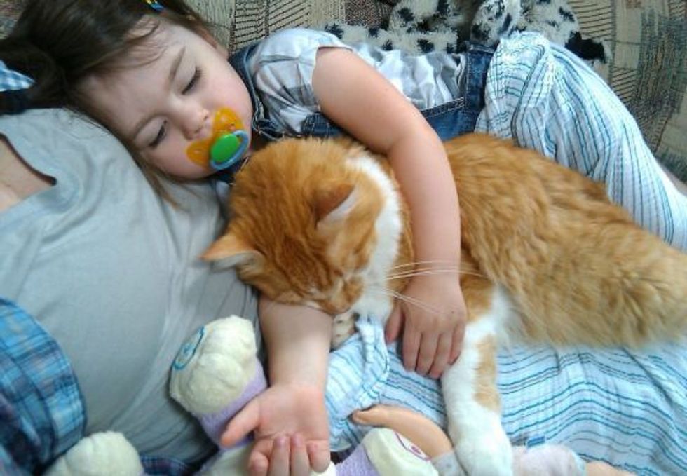 Ginger Cat and His Baby Sister Growing Up Together Love Meow
