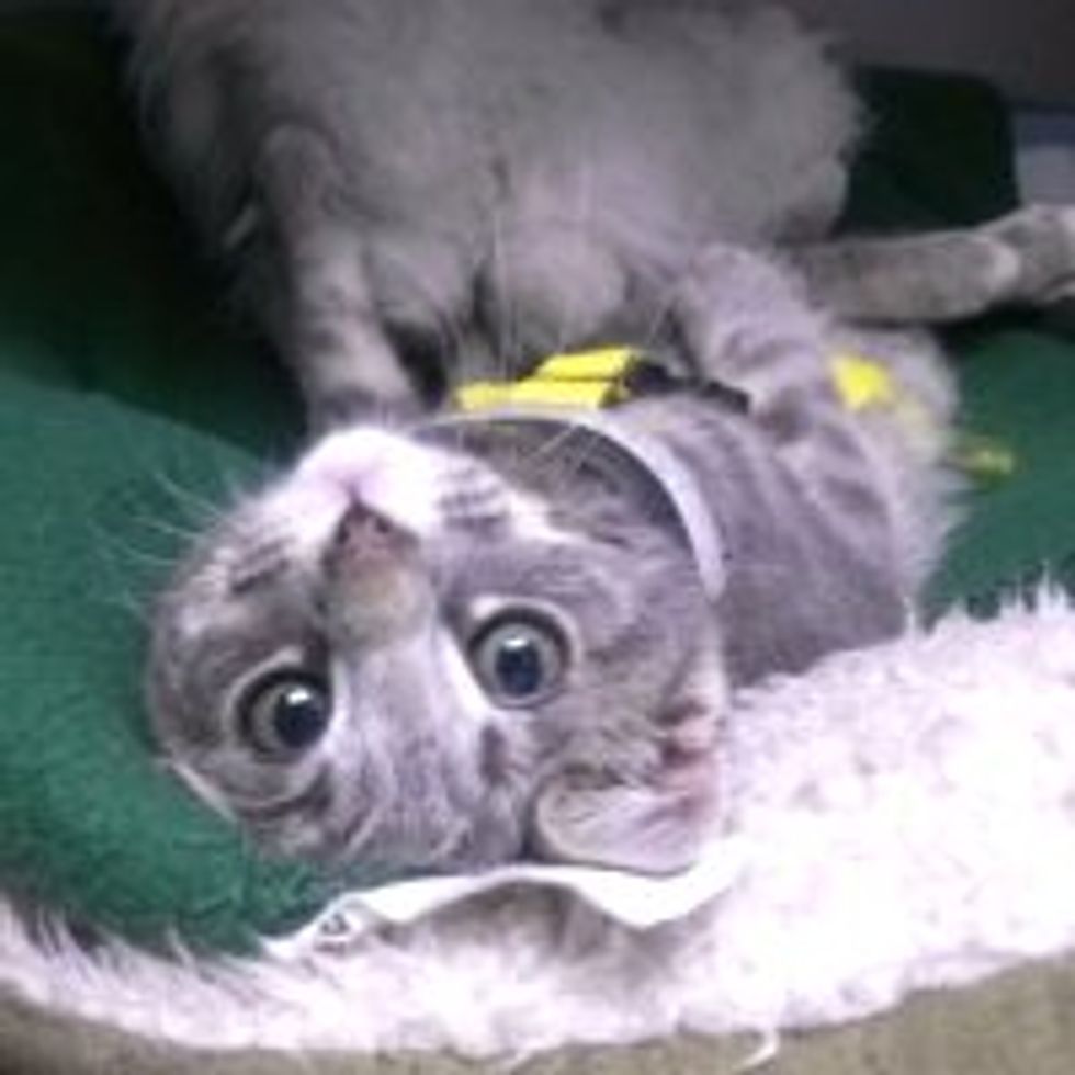 Vet Saves Kitty with Broken Neck and Gives Him a Loving Home