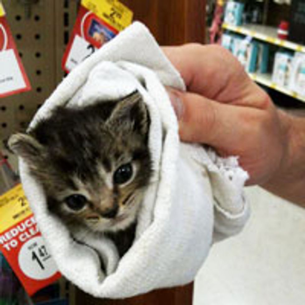 Little Rescue Burrito Kitty Taken in by PetSmart Staff