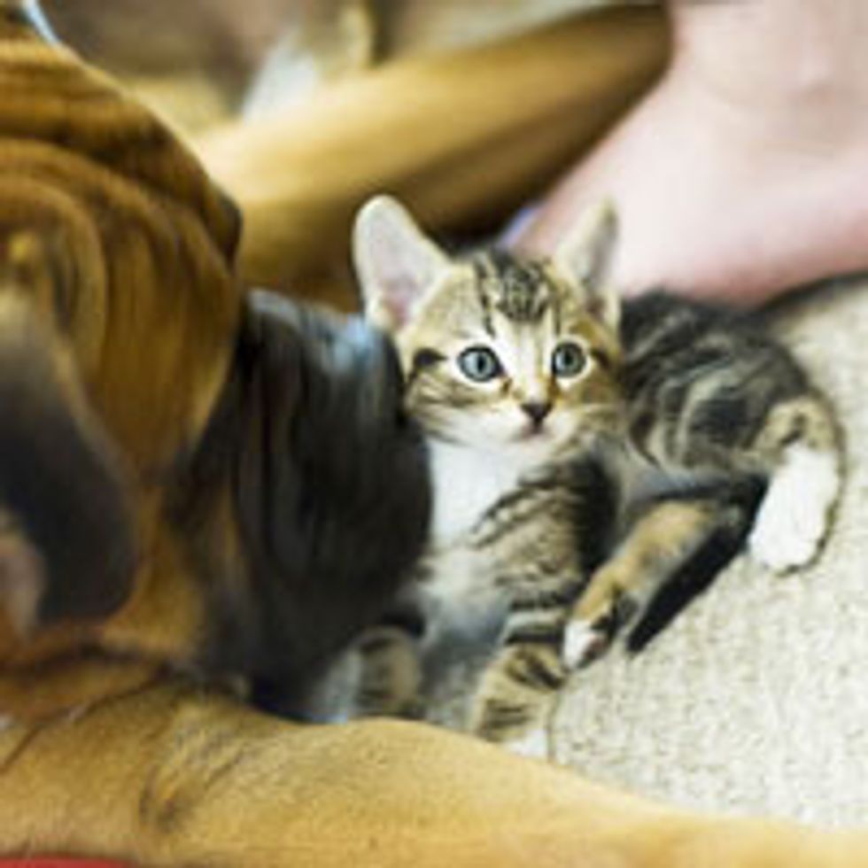 Orphan Kitty Finds Boxer to Be His New 'Mom'