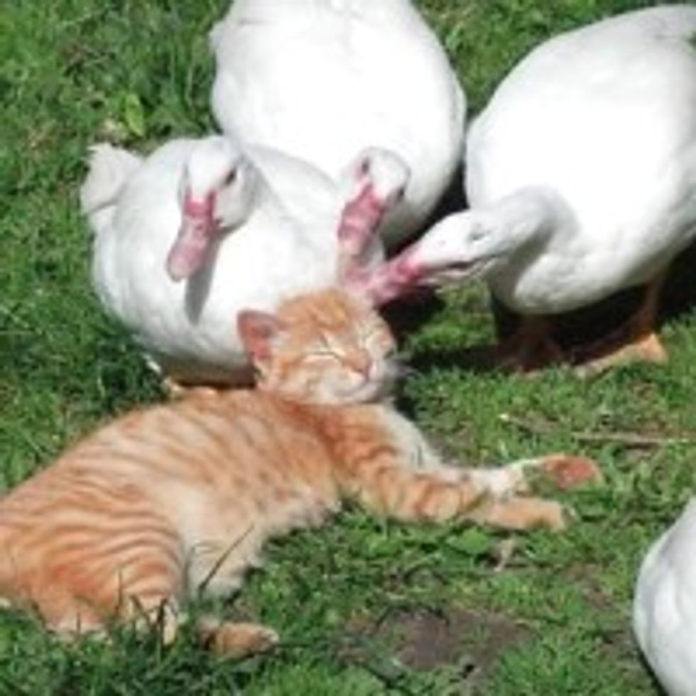 Kitty Getting Petted and Loved by Ducks