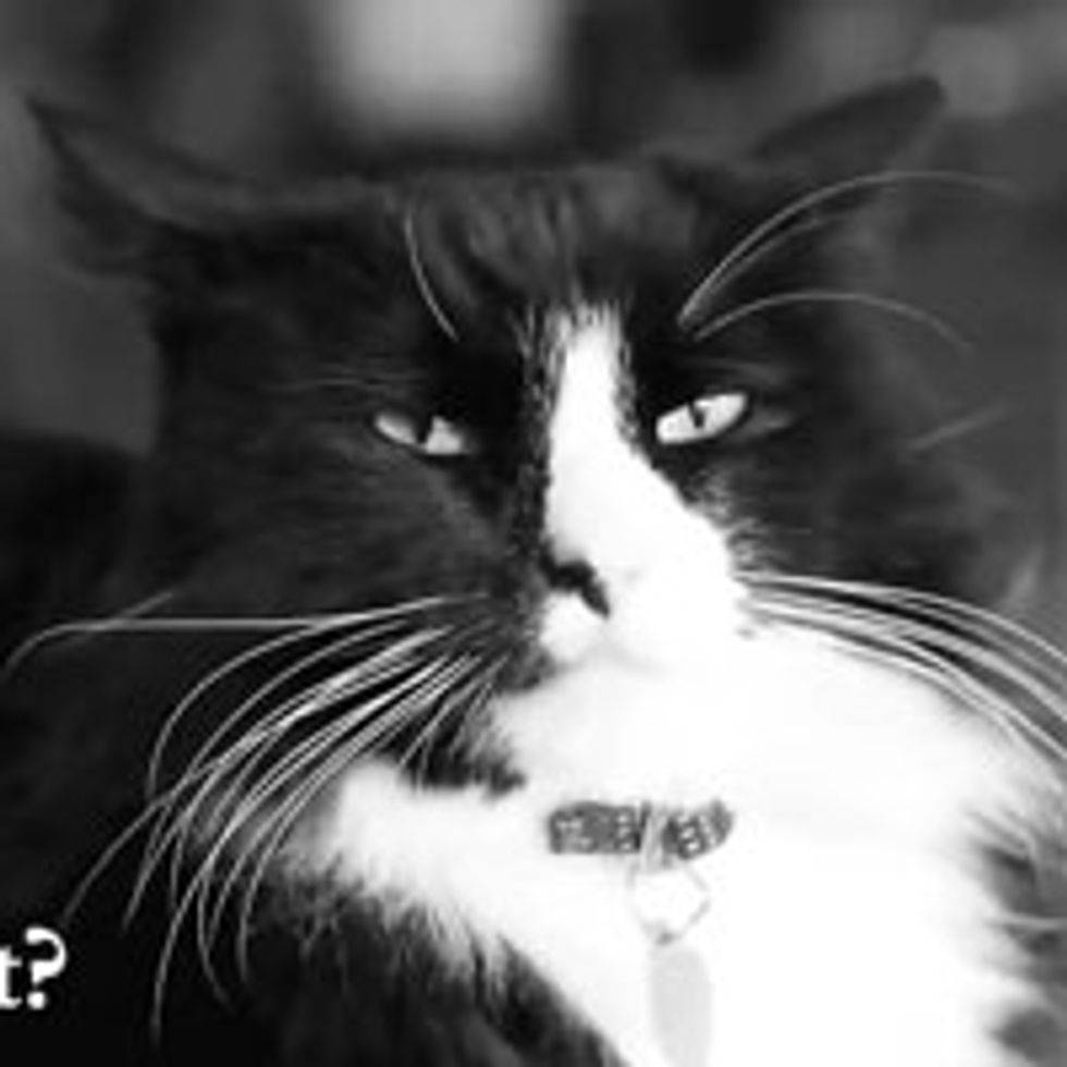 The Existentialist Despair of Henri the Cat