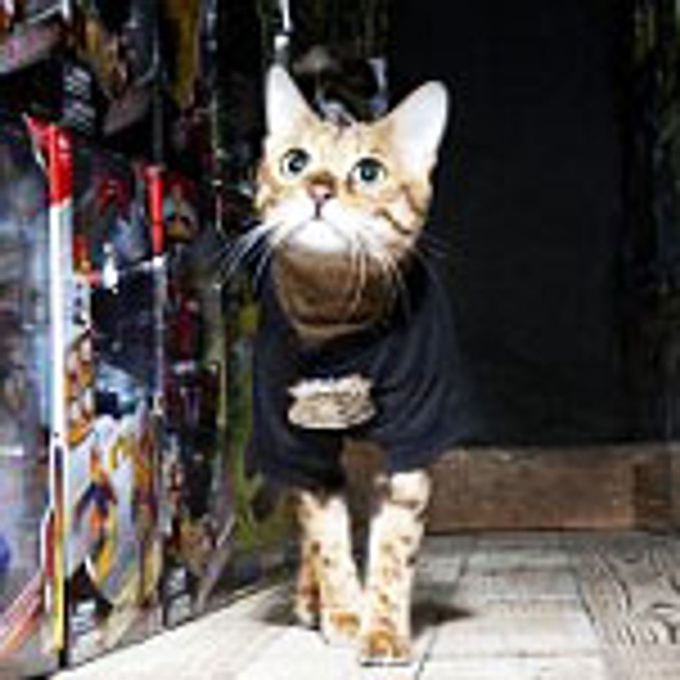 Bengal Cat Found Wandering at Toy Factory Becomes Security Guard