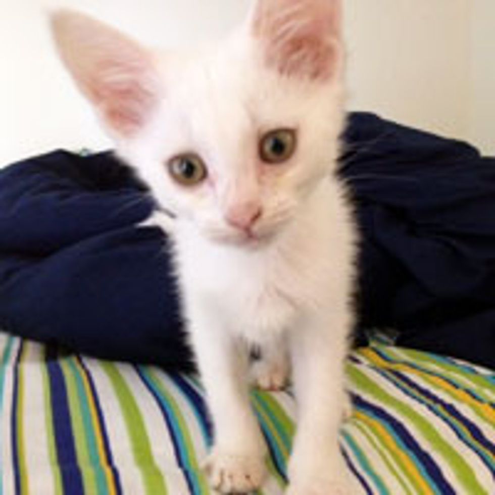 Tiny White Kitty with Radar Ears Found at Construction Site