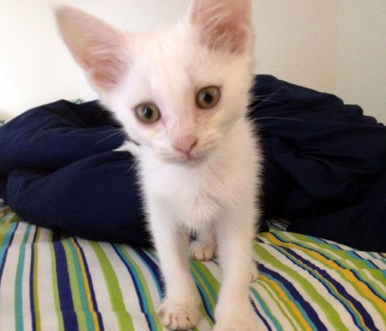 tiny white cat
