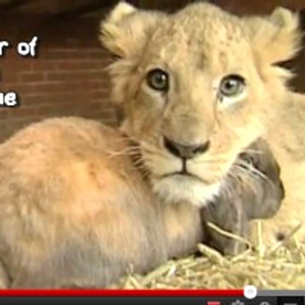 Simba the Lion Cub Befriends Dog and Rabbit