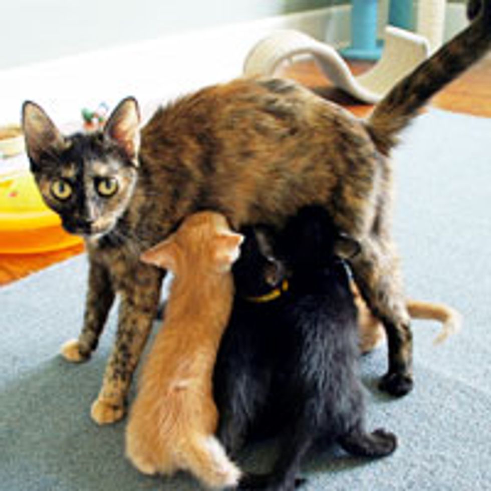 Abandoned Momcat Keeps Her Kittens Safe Until Rescue Love Meow