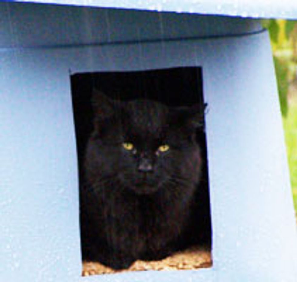Stray Cat Decides to Live in Backyard, Man Builds Him a Shelter