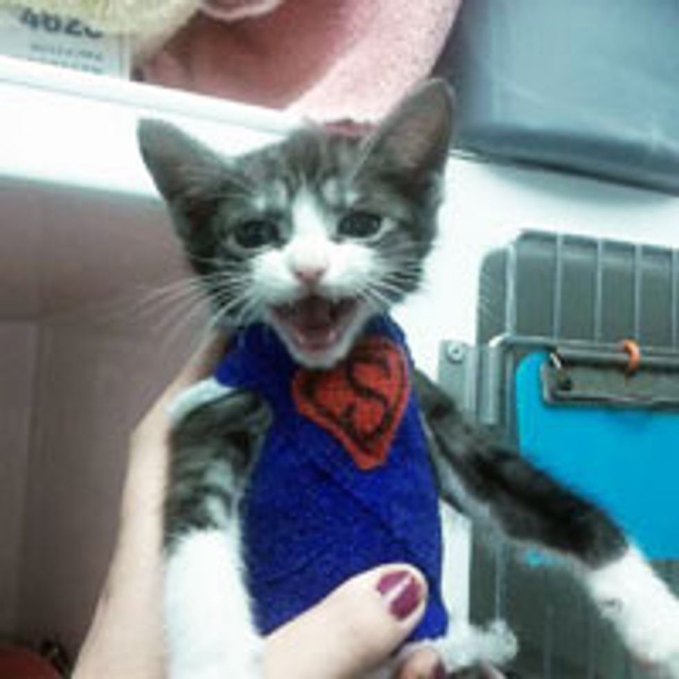 Kitty with Deformity Becomes Superkitten
