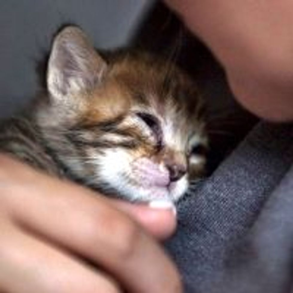 Turtle the Attic Kitty Survives Against All Odds
