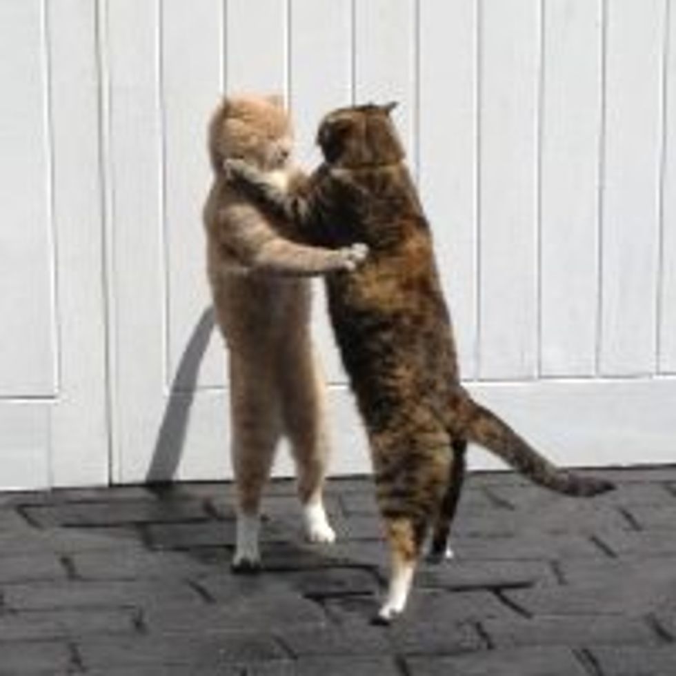 Dancing Cat