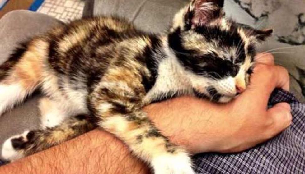 Saved by Stroke of Luck, Calico Kitten Rescued from Moving Mercedes